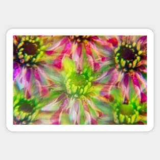 Colorful Zinnia Flowers Photographed Through A Prism Sticker